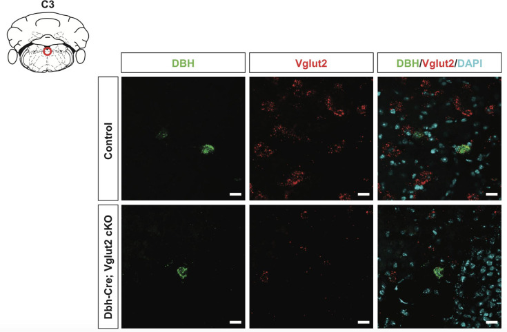 Figure 3—figure supplement 1.