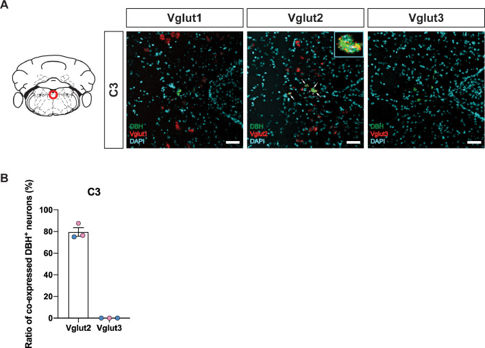 Figure 2—figure supplement 2.