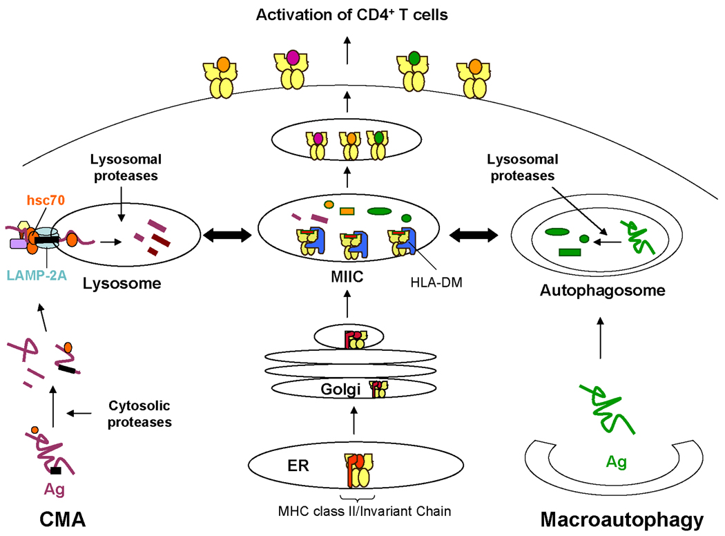 FIGURE 3