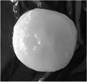 graphic file with name 13197_2020_4696_Figc_HTML.gif