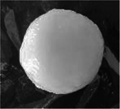 graphic file with name 13197_2020_4696_Figa_HTML.gif