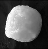 graphic file with name 13197_2020_4696_Figb_HTML.gif