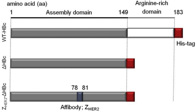 Fig. 1