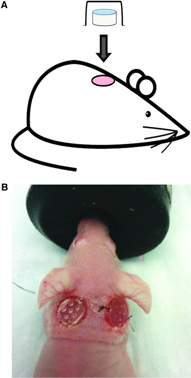 FIG. 1.