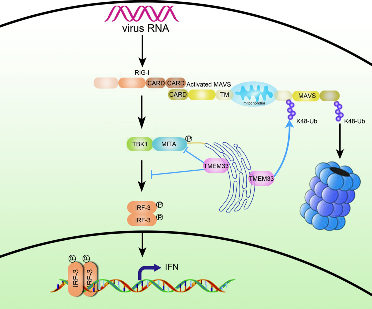 Fig 12