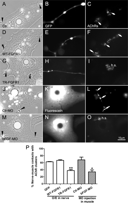 FIGURE 6: