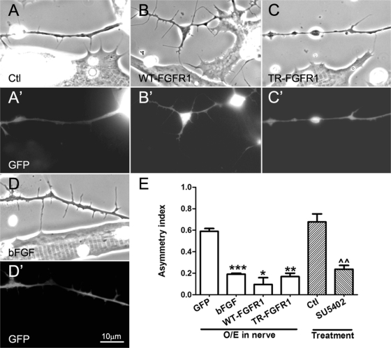 FIGURE 4: