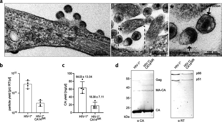 FIG 2