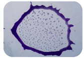 graphic file with name microorganisms-11-01909-i029.jpg