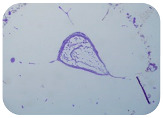 graphic file with name microorganisms-11-01909-i051.jpg