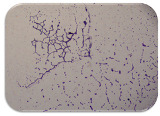 graphic file with name microorganisms-11-01909-i089.jpg