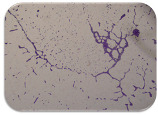 graphic file with name microorganisms-11-01909-i091.jpg