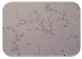 graphic file with name microorganisms-11-01909-i070.jpg