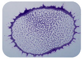 graphic file with name microorganisms-11-01909-i033.jpg