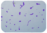 graphic file with name microorganisms-11-01909-i018.jpg