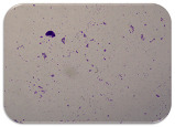 graphic file with name microorganisms-11-01909-i084.jpg