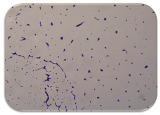 graphic file with name microorganisms-11-01909-i092.jpg