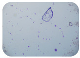 graphic file with name microorganisms-11-01909-i054.jpg