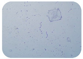 graphic file with name microorganisms-11-01909-i055.jpg