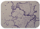 graphic file with name microorganisms-11-01909-i083.jpg