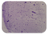 graphic file with name microorganisms-11-01909-i088.jpg