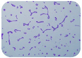 graphic file with name microorganisms-11-01909-i006.jpg