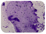 graphic file with name microorganisms-11-01909-i071.jpg