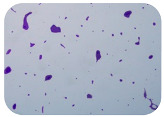 graphic file with name microorganisms-11-01909-i037.jpg