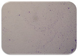 graphic file with name microorganisms-11-01909-i082.jpg