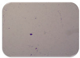 graphic file with name microorganisms-11-01909-i086.jpg