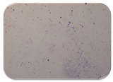 graphic file with name microorganisms-11-01909-i076.jpg