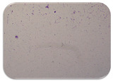 graphic file with name microorganisms-11-01909-i078.jpg