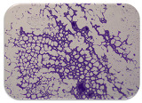 graphic file with name microorganisms-11-01909-i073.jpg