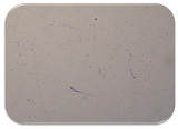 graphic file with name microorganisms-11-01909-i074.jpg