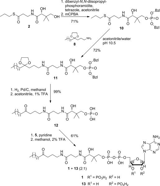 Scheme 3