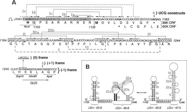 graphic file with name pnas01080-0275-b.jpg