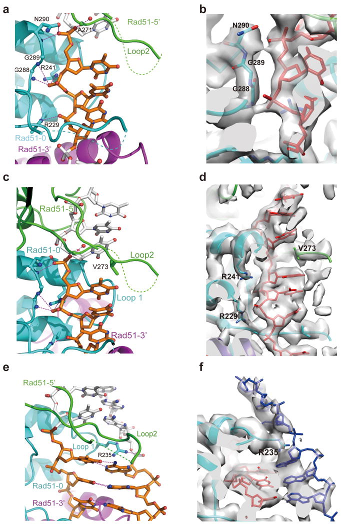 Cryo-EM structures of human recombinase RAD51 filaments in the ...