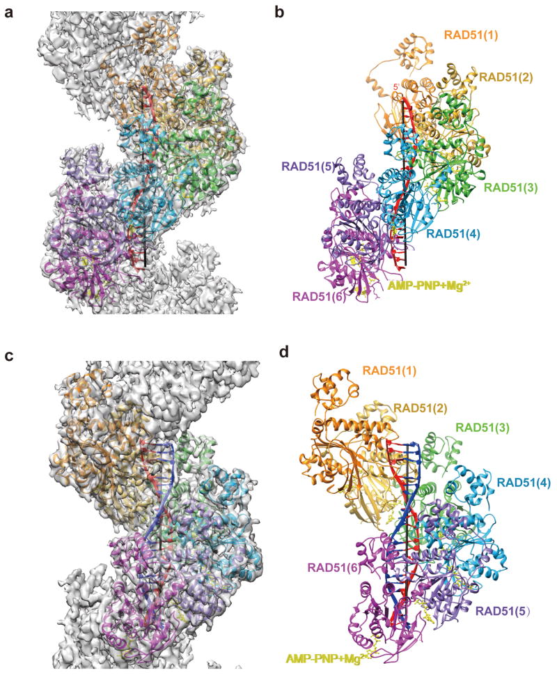 Cryo-EM structures of human recombinase RAD51 filaments in the ...