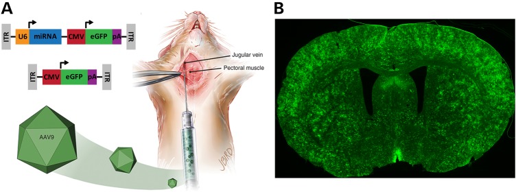 Figure 2.