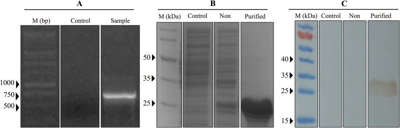 FIG 3