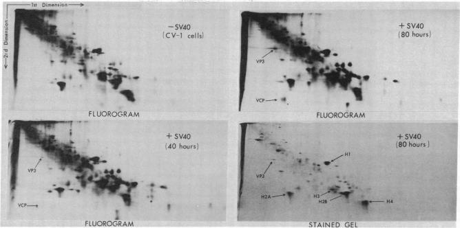 graphic file with name pnas00661-0187-a.jpg