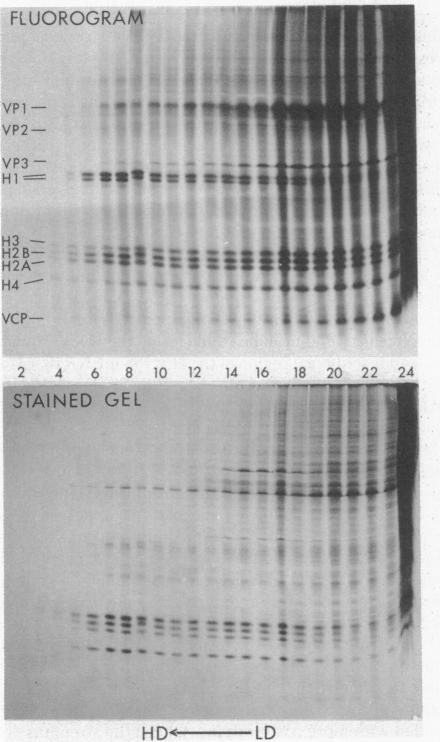 graphic file with name pnas00661-0186-a.jpg