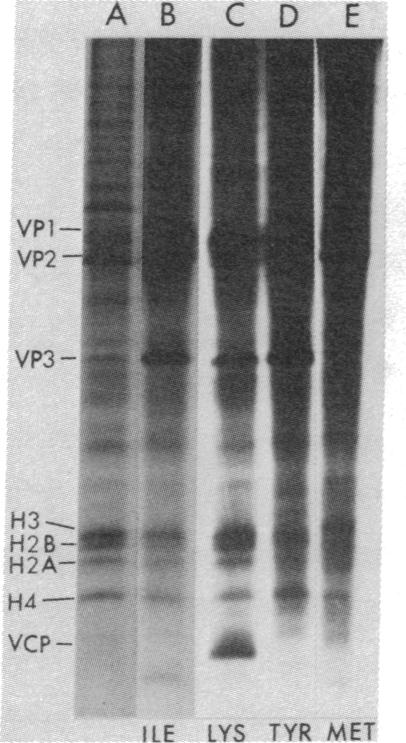 graphic file with name pnas00661-0188-a.jpg