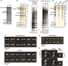 Extended Data Figure 1 |