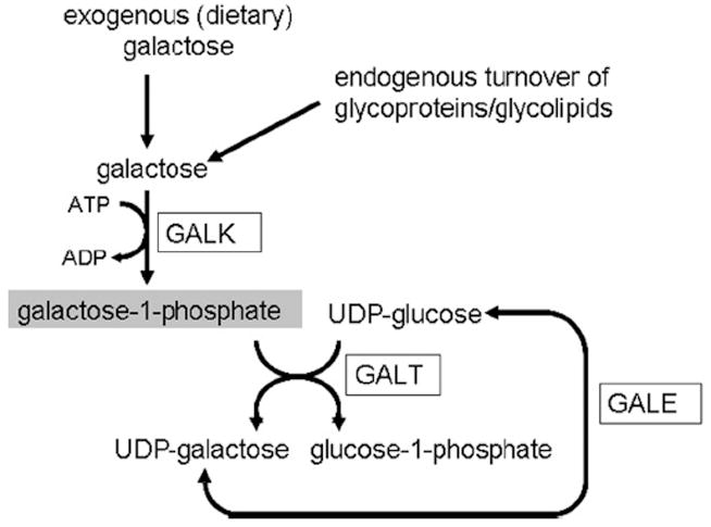 FIG. 1