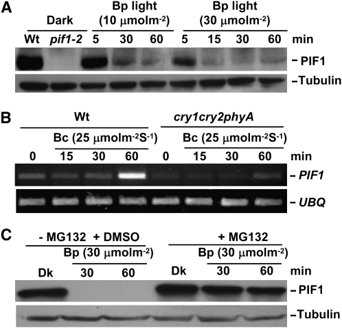 Figure 4.—