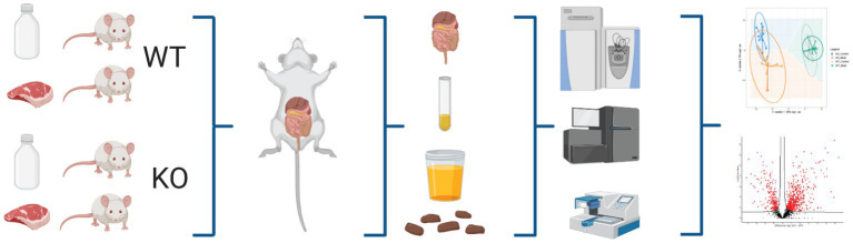 GRAPHICAL ABSTRACT