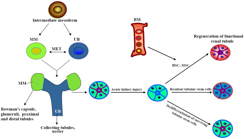 Fig.1