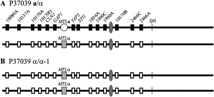 Figure 6.—