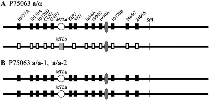 Figure 7.—